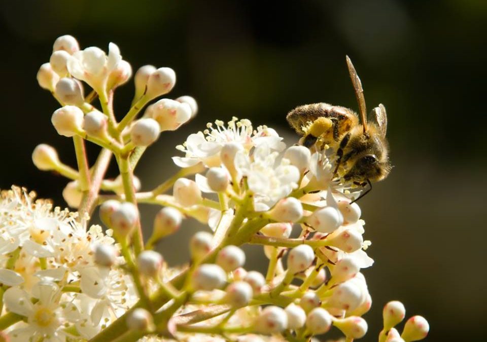 Superbee Honey Factory