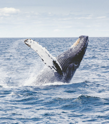 Whale Watching Gold Coast Whale Watching Gold Coast