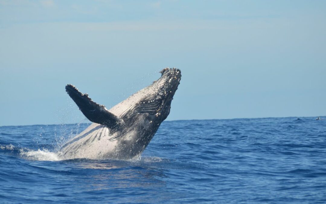 Experience Whale Watching on the Gold Coast