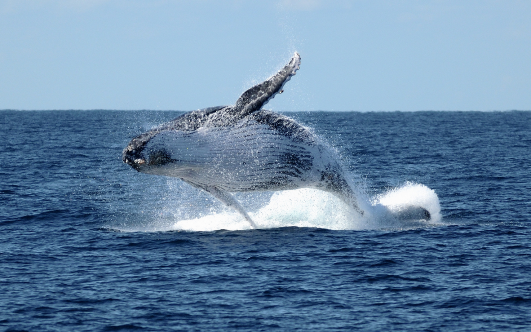 Whale Watching Season: Where Are the Best Spots?
